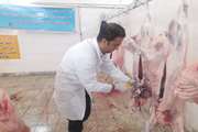 نظارت بهداشتی دامپزشکی رشتخوار بر روند استحصال بیش از 45 هزار کیلوگرم گوشت قرمز بهداشتی