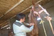 انجام مراقبت سرمی مشمشه در باشگاههای سوارکاری سبزوار