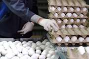ممنوعیت عرضه تخم مرغ فاقد نشانه گذاری در شهرستان بردسکن