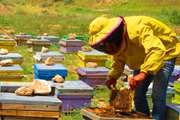 بازدید از زنبورستان های شهرستان درگز جهت اخذ مجوز حمل به خارج استان