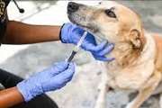 واکسیناسیون بیش از 2 هزار قلاده سگ علیه بیماری هاری در سبزوار