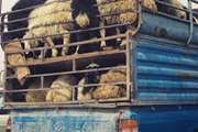 یک میلیارد و 600 ملیون ریال جریمه نقدی برای حمل دام بدون گواهی بهداشتی در تربت حیدریه