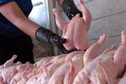 تولید بیش از 2 هزار تن گوشت مرغ تحت نظارت بهداشتی شبکه دامپزشکی شهرستان فریمان