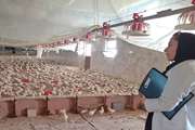 افزایش جوجه ریزی واحدهای پرورشی گوشتی و تخمگذار در مه ولات 