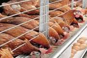 ارزیابی و پایش واحدهای پرورشی طیور گوشتی و تخمگذار مشهد در حوزه برقراری و پایداری شاخصه های امنیت زیستی