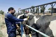 تداوم عملیات تست سل و بروسلوز در جمعیت دام سنگین شهرستان مشهد