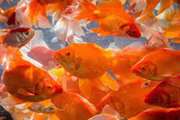 توصیه های بهداشتی دامپزشکی سبزوار در خصوص خرید و نگهداری ماهی قرمز