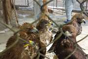 بازدید و نمونه برداری از پرندگان شکاری نگهداری شده در اداره محیط زیست شهرستان طرقبه شاندیز