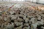 نظارت بهداشتی دامپزشکی بر پرورش بیش از 6 میلیون قطعه مرغ گوشتی در شهرستان خواف 