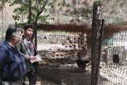 بازدید کارشناسان دامپزشکی از محل احداث باغ پرندگان شهرستان طرقبه و شاندیز