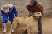 گزش واکسیناتور دامپزشکی نیشابور توسط سگ حین انجام کار