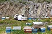 بازدید و نمونه برداری از زنبورستان متعاقب گزارش تلفات در زنبورها در شهرستان طرقبه و شاندیز
