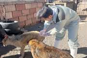 واکسیناسیون رایگان بیش از 500 قلاده سگ صاحب دار در سبزوار