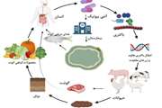 مقاومت آنتی بیوتیکی در دام و طیور تهدید کننده مهم سلامت عمومی 