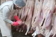 نظارت و بازرسی بر ذبح بیش از ۱۶۰ راس دام نذری در طرقبه و شاندیز