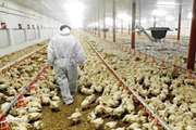 استمرار جوجه ریزی در واحدهای پرورش مرغ گوشتی شهرستان