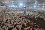 نظارت مستمر و برنامه ریزی شده کارشناسان واحد بهداشت و مدیریت بیماری‌های طیور دامپزشکی سبزوار از مرغداری های فعال شهرستان