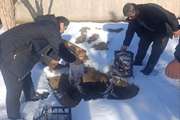کشف و توقیف فرآورده های خام دامی غیر قابل مصرف از فروشنده دوره گرد در صالح اباد