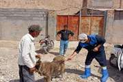 توصیه های اداره کل دامپزشکی استان جهت پیشگیری از ابتلا به بیماری هاری