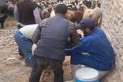 نظارت بر مصرف بیش از صد هزار دز واکسن دامی بهادار در شهرستان زاوه