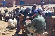  واکسیناسیون ۳۰۰ هزار دام علیه طاعون نشخوارکنندگان کوچک