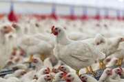 جوجه ریزی در مرغداری‌های گوشتی شهرستان مشهد از مرز 1 میلیون و 300 هزار قطعه گذشت