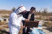 پایش زنبورستان های شهرستان مشهد توسط کارشناسان بر اساس الگوی زمان کوچ و جابجایی کندوها 