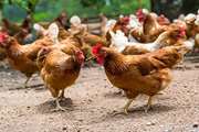 اطلاع رسانی و تشدید اقدامات بهداشتی قرنطینه ای در مزارع پرورش طیور روستایی و صنعتی 