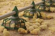 دامپزشکی قوچان درصدد ساماندهی واحدهای طیور غیرمجاز و فاقد پروانه بهداشتی 