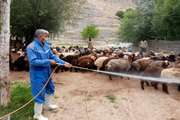 ضرورت سمپاشی و ضد عفونی جایگاه های نگهداری و عرضه دام  زنده در میادین دام شهرستان