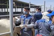 تداوم عملیات میدانی پایش و کنترل بیماری بروسلوز در تربت حیدریه