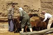 عملیات همزمان واکسیناسیون آبله و تب مالت دام سبک در سه روستای شهرستان زاوه