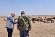 نظارت مستمر دامپزشکی مه ولات بر واکسیناسیون جمعیت دام شهرستان در طرح توسعه خدمات بهداشتی  