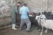 اردوی جهادی دامپزشکی به مناسبت هفته دولت در روستای نصرآباد شهرستان زاوه