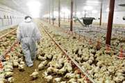  جوجه ریزی بیش از ۲۰۷ هزار قطعه در واحدهای مرغداری شهرستان