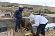 هشدار دامپزشکی گلبهار به پرورش دهندگان زنبورعسل شهرستان در فصل سرما