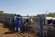 مایه کوبی بیش از 200 هزار نوبت سر دام در شهرستان گناباد