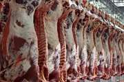  استحصال بیش از ۲۰۰۰ تن گوشت قرمز در کشتارگاه سنتی دام سبزوار 