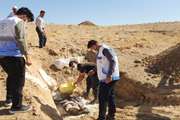 دفن بهداشتی گوسفند تلف شده مشکوک به بیماری هاری در شهرستان باخرز