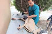 درمان یک راس آهو توسط کارشناسان شبکه دامپزشکی داورزن