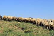 هشدار دامپزشکی تربت جام در خصوص ممنوعیت چرای دام در مراتع سمپاشی شده