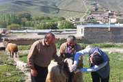 بازدید دهگردشی رئیس شبکه دامپزشکی درگز از مناطق روستایی بخش میانکوه شهرستان