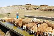  دامداران از عدم آلودگی منابع آبی در مراتع به کود اوره اطمینان حاصل کنند