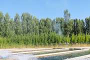 مراقبت فعال شبکه دامپزشکی زاوه از استخر های پرورش ماهی شهرستان