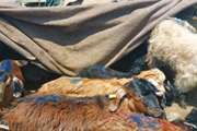آموزش، اطلاع رسانی و نظارت و کنترل جاده ها از الزامات موثر در مبارزه با قاچاق دام است
