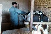 عبور واکسیناسیون تب برفکی دام سنگین زاوه از مرز ۸۸ درصد؛ حرکت تا پوشش ۱۰۰ درصدی