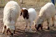 گزارش بیماری گوسفندان بر اثر علوفه آلوده به شته در داورزن
