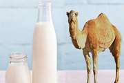  تب مالت در کمین مصرف کنندگان شیر شتر