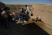 واکسیناسیون دام علیه بیماری طاعون نشخوارکنندگان کوچک  در فیروزه 
