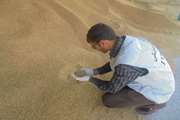 پلمپ یک واحد غیرمجاز تولید خوراک دام در فیروزه  